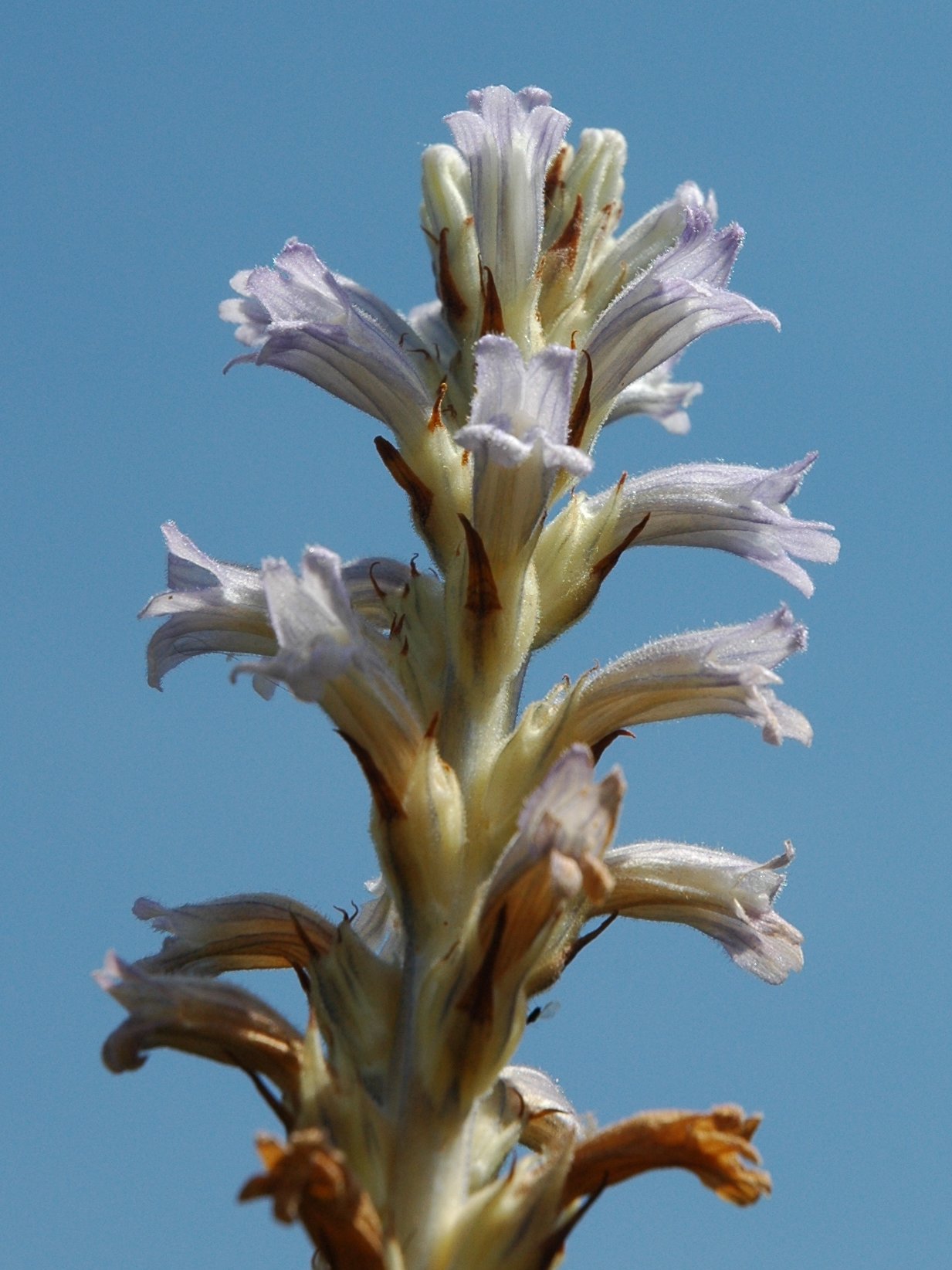 Phelipanche (Orobanche) purpurea / Succiamele azzurro